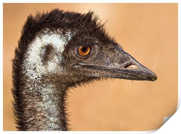 Wild Emu portrait Australia Print by James Bennett (MBK W