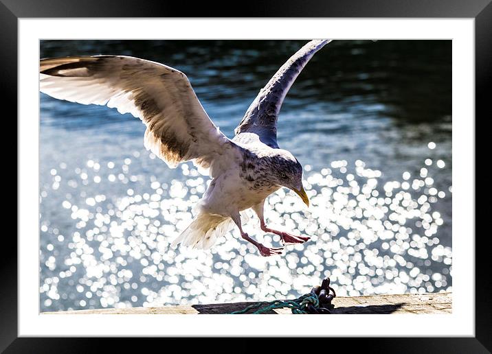 Seagull landing. Framed Mounted Print by Gregory Culley