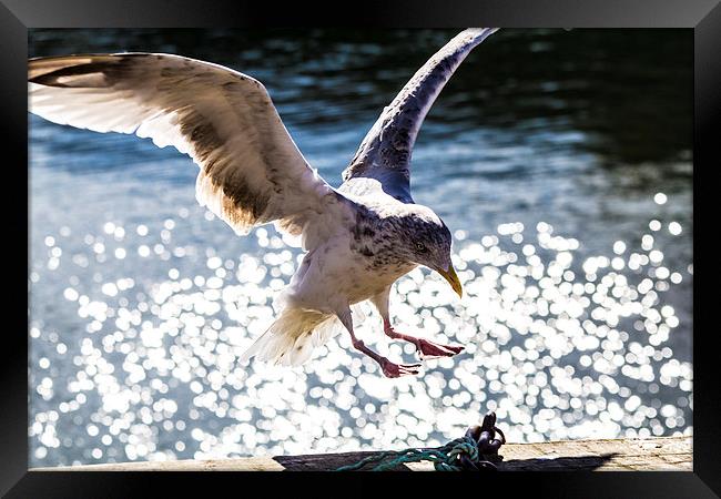 Seagull landing. Framed Print by Gregory Culley