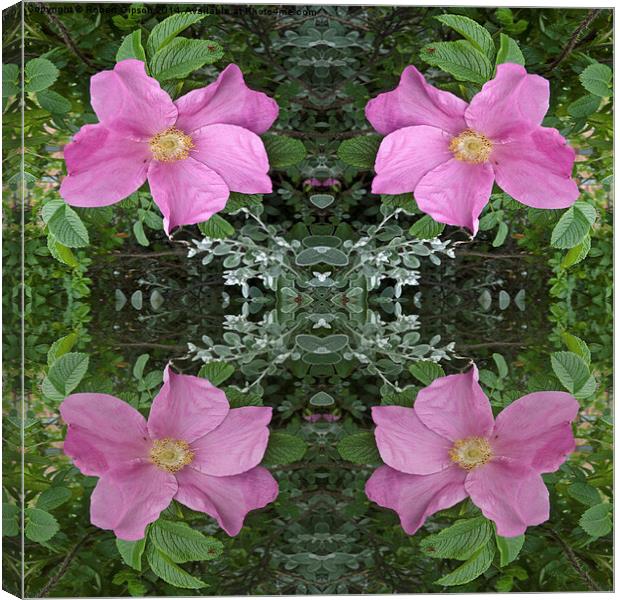 Dog roses in reflect Canvas Print by Robert Gipson