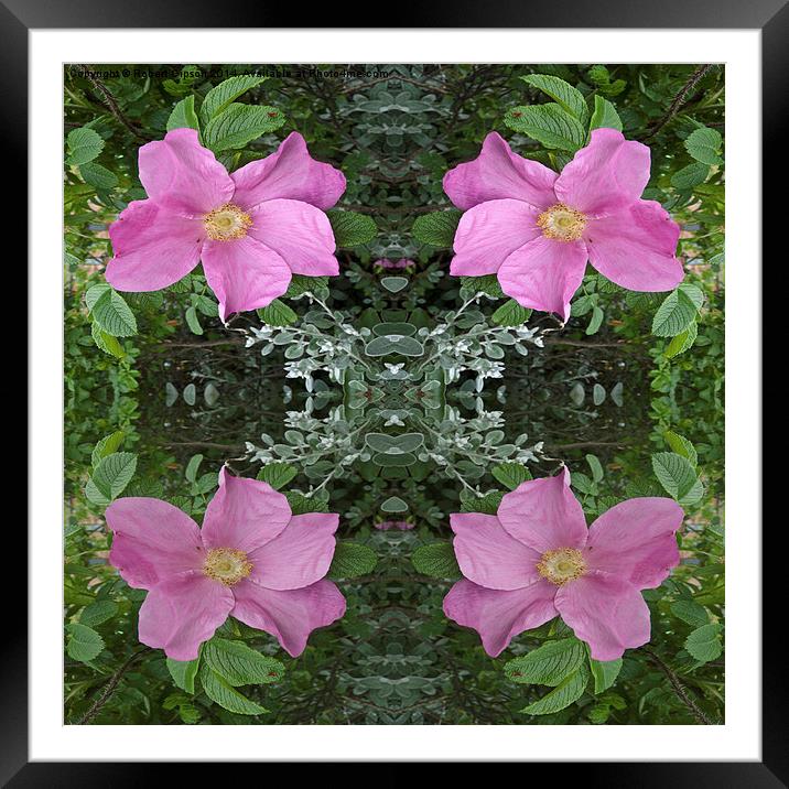 Dog roses in reflect Framed Mounted Print by Robert Gipson