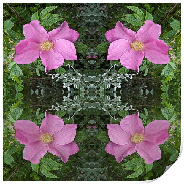 Dog roses in reflect Print by Robert Gipson