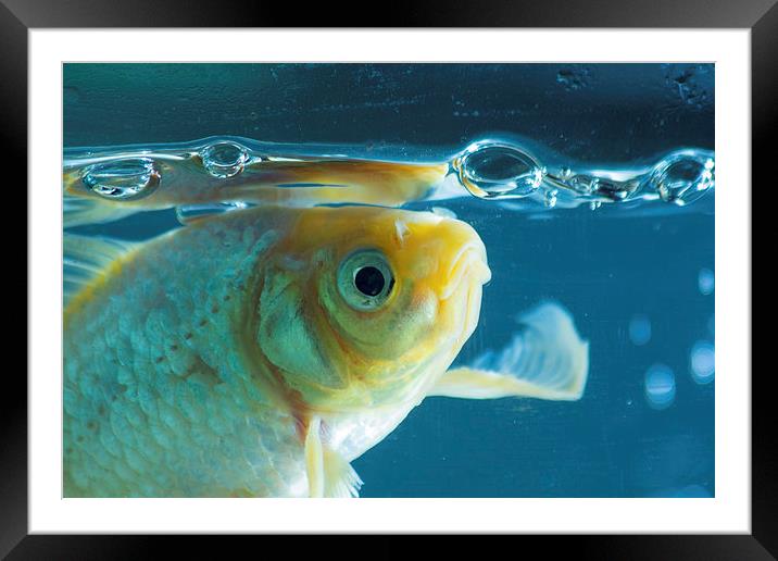 Goldfish Framed Mounted Print by Gregory Culley