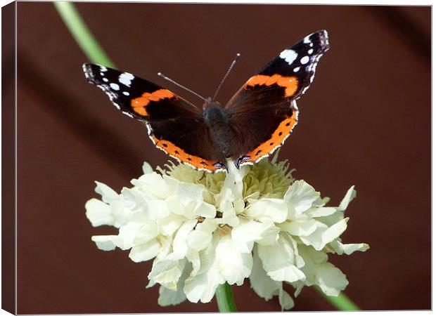 Red Admiral on Scabiosa Flower Canvas Print by Stephen Cocking