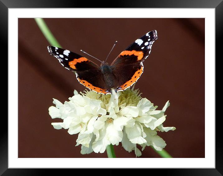 Red Admiral on Scabiosa Flower Framed Mounted Print by Stephen Cocking