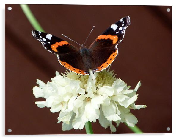 Red Admiral on Scabiosa Flower Acrylic by Stephen Cocking