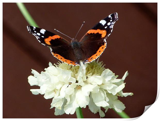 Red Admiral on Scabiosa Flower Print by Stephen Cocking