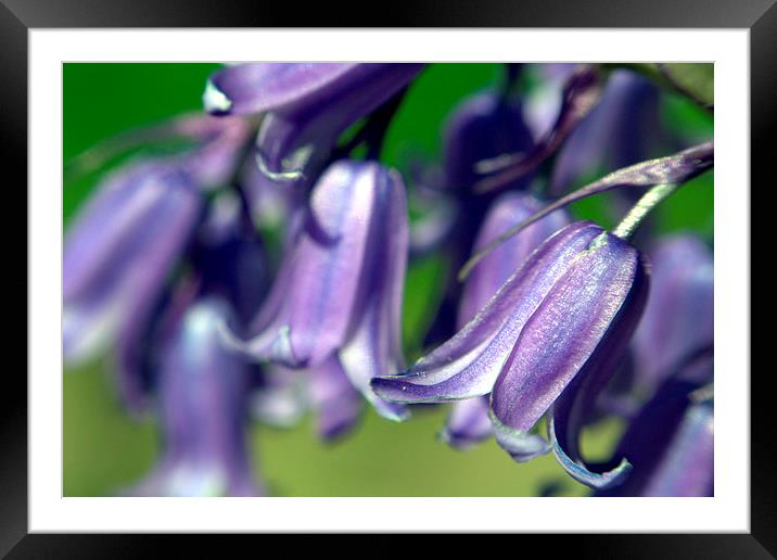 Bluebells in Bloom Framed Mounted Print by Gregory Culley