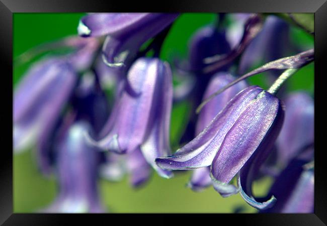 Bluebells in Bloom Framed Print by Gregory Culley