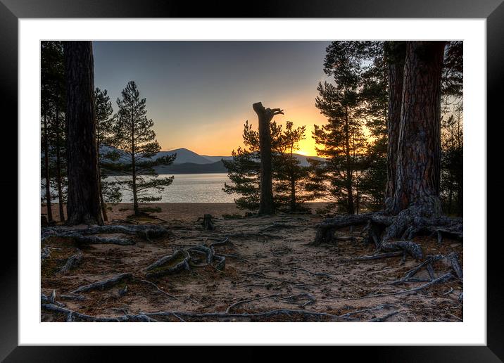 Through the Trees Framed Mounted Print by jim scotland fine art