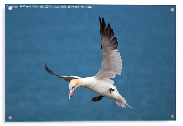 Gannet in flight Acrylic by Paula Connelly