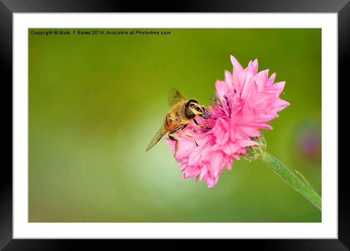 Hoverfly On Cornflower Framed Mounted Print by Mark  F Banks