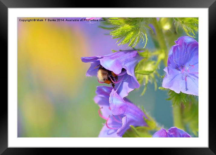 Does My Bum Look Big In This . Framed Mounted Print by Mark  F Banks