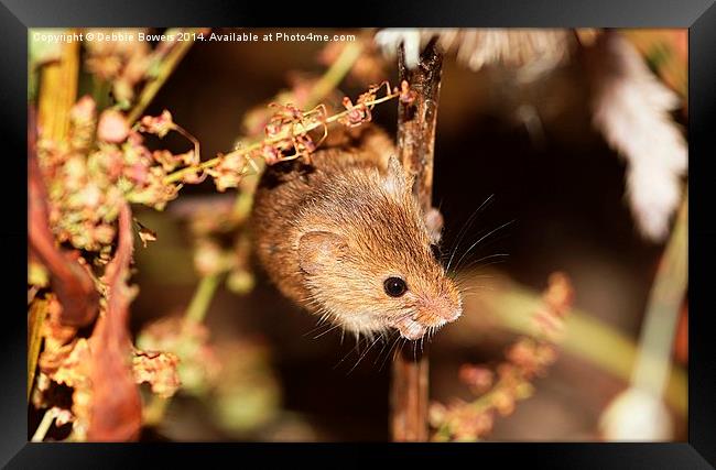 Harvest Mouse Framed Print by Lady Debra Bowers L.R.P.S