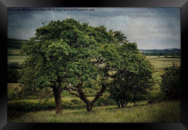 Summer Tree Wishes. Framed Print by Annabelle Ward