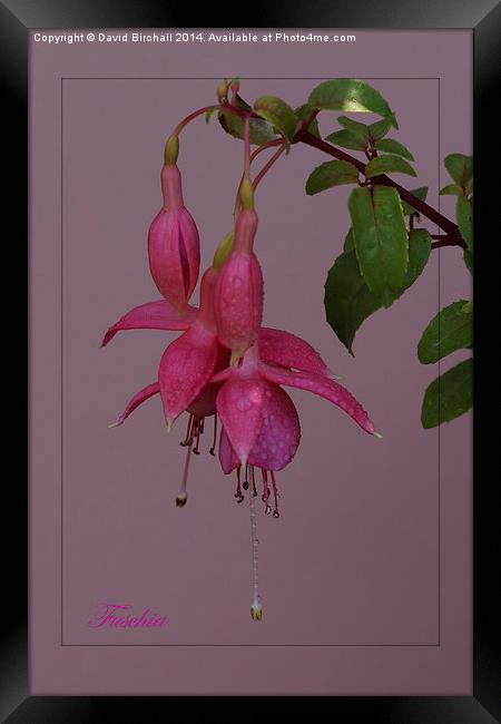 Pink Fuschia Framed Print by David Birchall