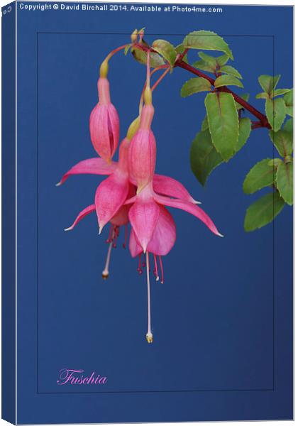 Pink Fuschia with blue background. Canvas Print by David Birchall