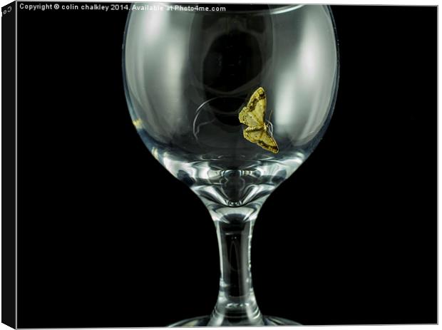 Moth on a wineglass Canvas Print by colin chalkley