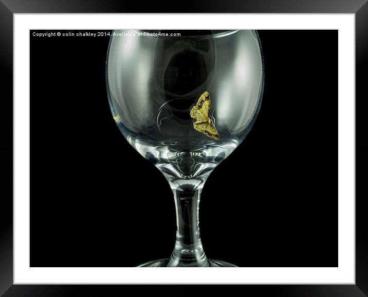 Moth on a wineglass Framed Mounted Print by colin chalkley