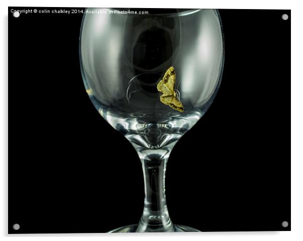 Moth on a wineglass Acrylic by colin chalkley