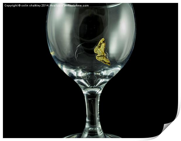 Moth on a wineglass Print by colin chalkley