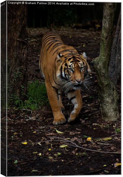Im Coming To Get You Canvas Print by Graham Palmer