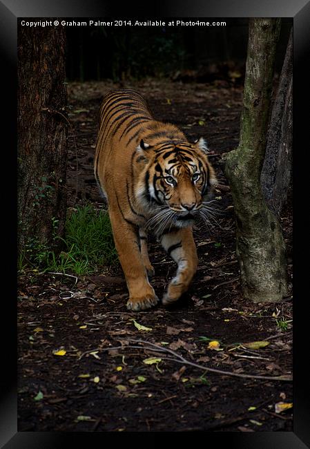 Im Coming To Get You Framed Print by Graham Palmer