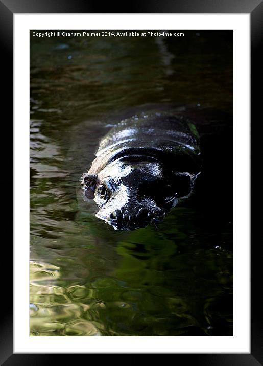 This Waters Cold! Framed Mounted Print by Graham Palmer