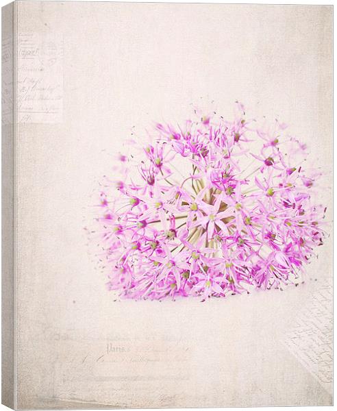 Purple Flower Canvas Print by Dawn Cox