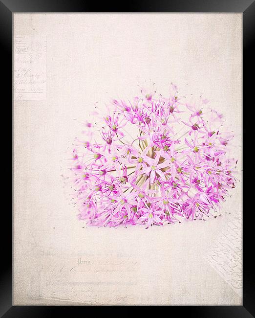 Purple Flower Framed Print by Dawn Cox