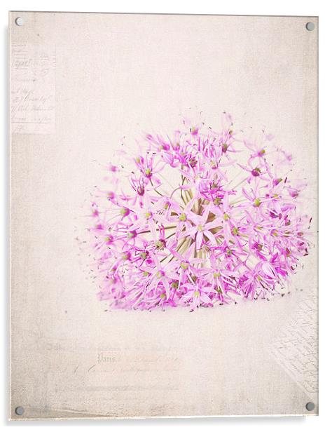 Purple Flower Acrylic by Dawn Cox
