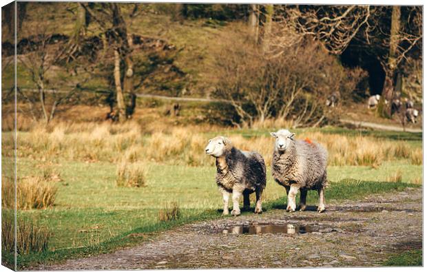 Herdwick sheep stood on footpath. Canvas Print by Liam Grant