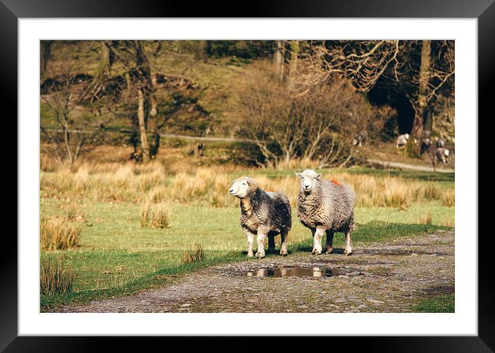 Herdwick sheep stood on footpath. Framed Mounted Print by Liam Grant