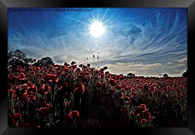 Afternoon in the poppy field Framed Print by Pete Moyes