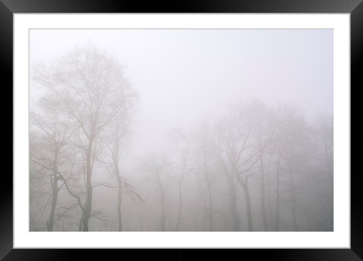 Early morning sun and trees in fog. Framed Mounted Print by Liam Grant