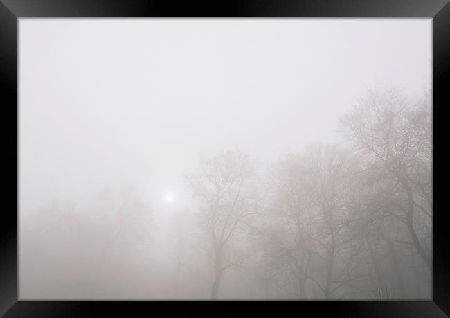 Early morning sun and trees in fog. Framed Print by Liam Grant
