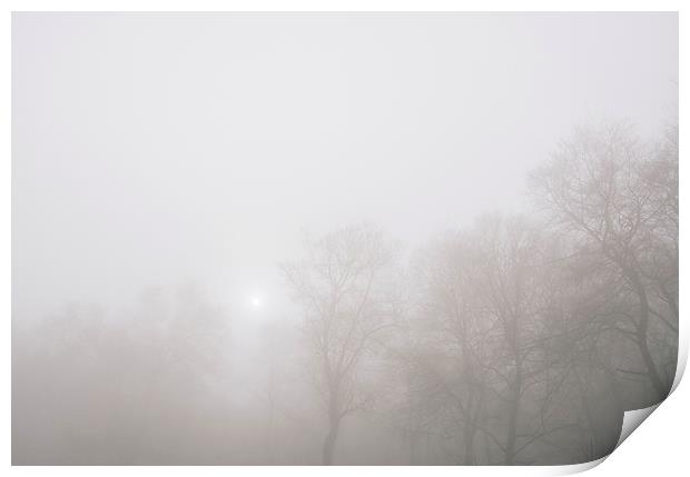 Early morning sun and trees in fog. Print by Liam Grant