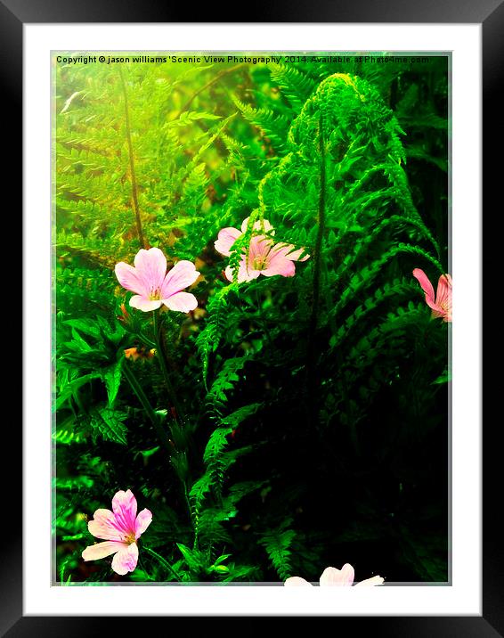 Ferns & Flowers Framed Mounted Print by Jason Williams