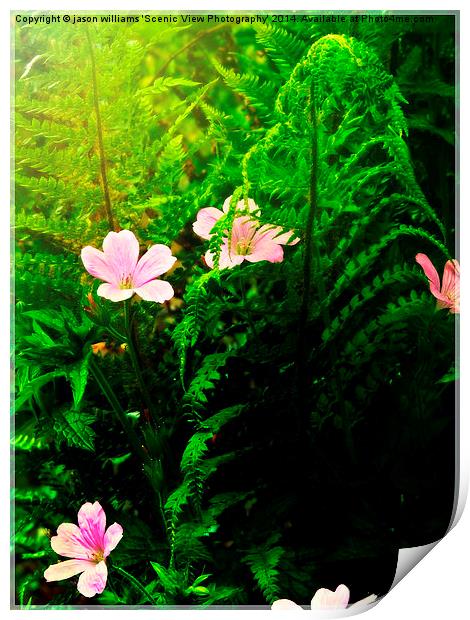 Ferns & Flowers Print by Jason Williams