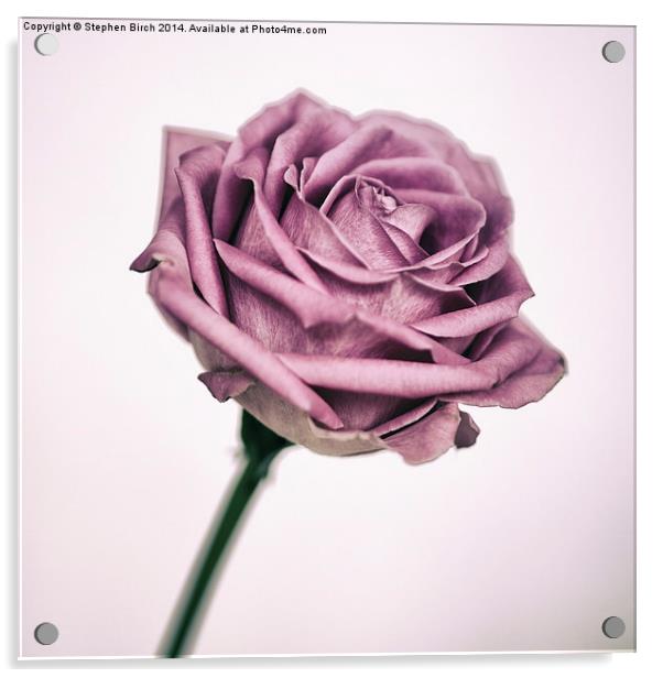 Pink Rose Acrylic by Stephen Birch