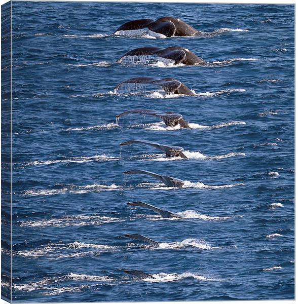 Humpback Whale dive sequence Canvas Print by James Bennett (MBK W