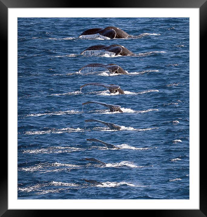 Humpback Whale dive sequence Framed Mounted Print by James Bennett (MBK W