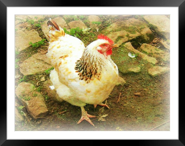 Henny Penny. Framed Mounted Print by Heather Goodwin