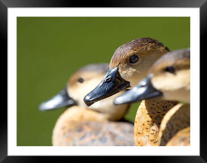Selective focus Wandering Whistling Ducks Framed Mounted Print by James Bennett (MBK W