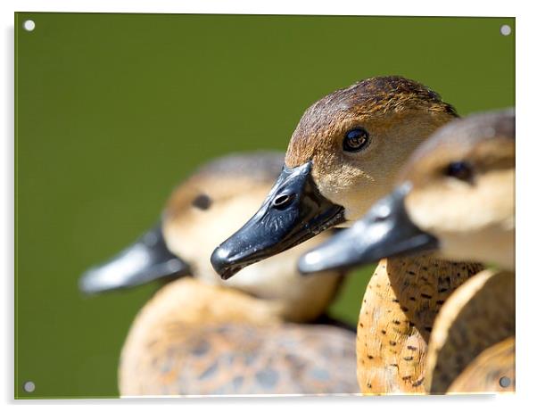 Selective focus Wandering Whistling Ducks Acrylic by James Bennett (MBK W