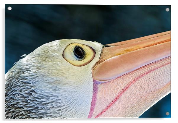 Australian Pelican Macro portrait Acrylic by James Bennett (MBK W