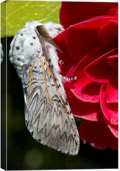 Puss Moth on red camellia Canvas Print by James Bennett (MBK W