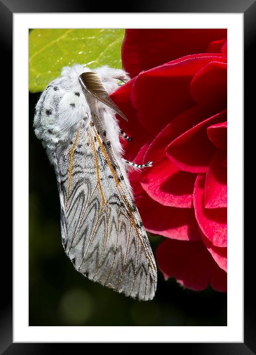 Puss Moth on red camellia Framed Mounted Print by James Bennett (MBK W