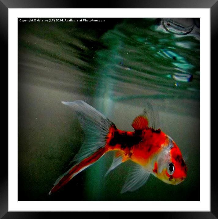 ALL ABOUT FISH Framed Mounted Print by dale rys (LP)