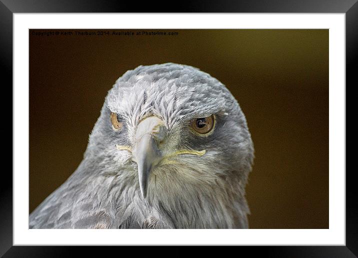 Grey Buzzard Eagle Framed Mounted Print by Keith Thorburn EFIAP/b